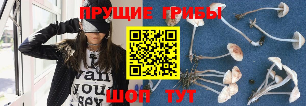 Псилоцибиновые грибы Psilocybe Урус-Мартан